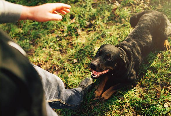 Things to Consider Before Hiring a Dog Trainer